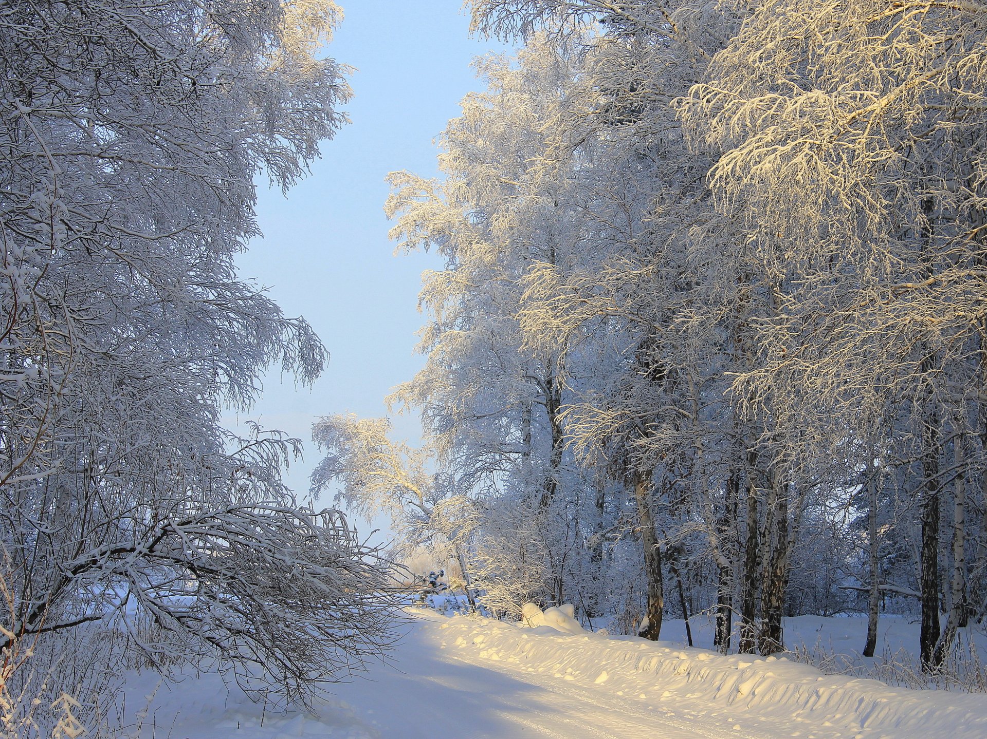 inverno neve alberi sole natura foto