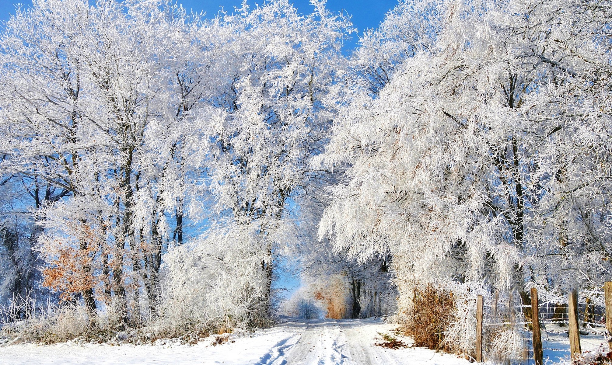 winter snow road traces fence tree frost