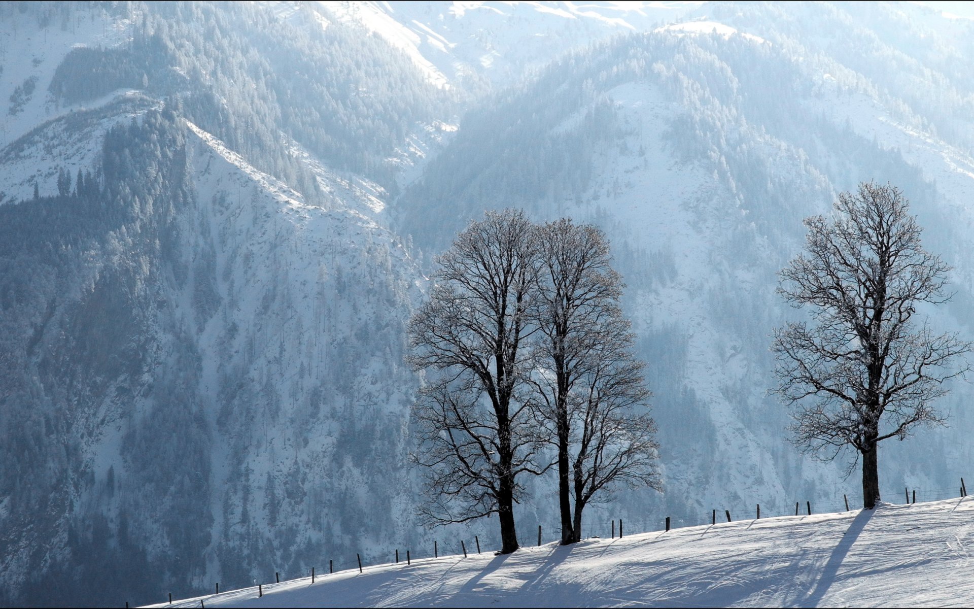 mountain tree winter fence landscape