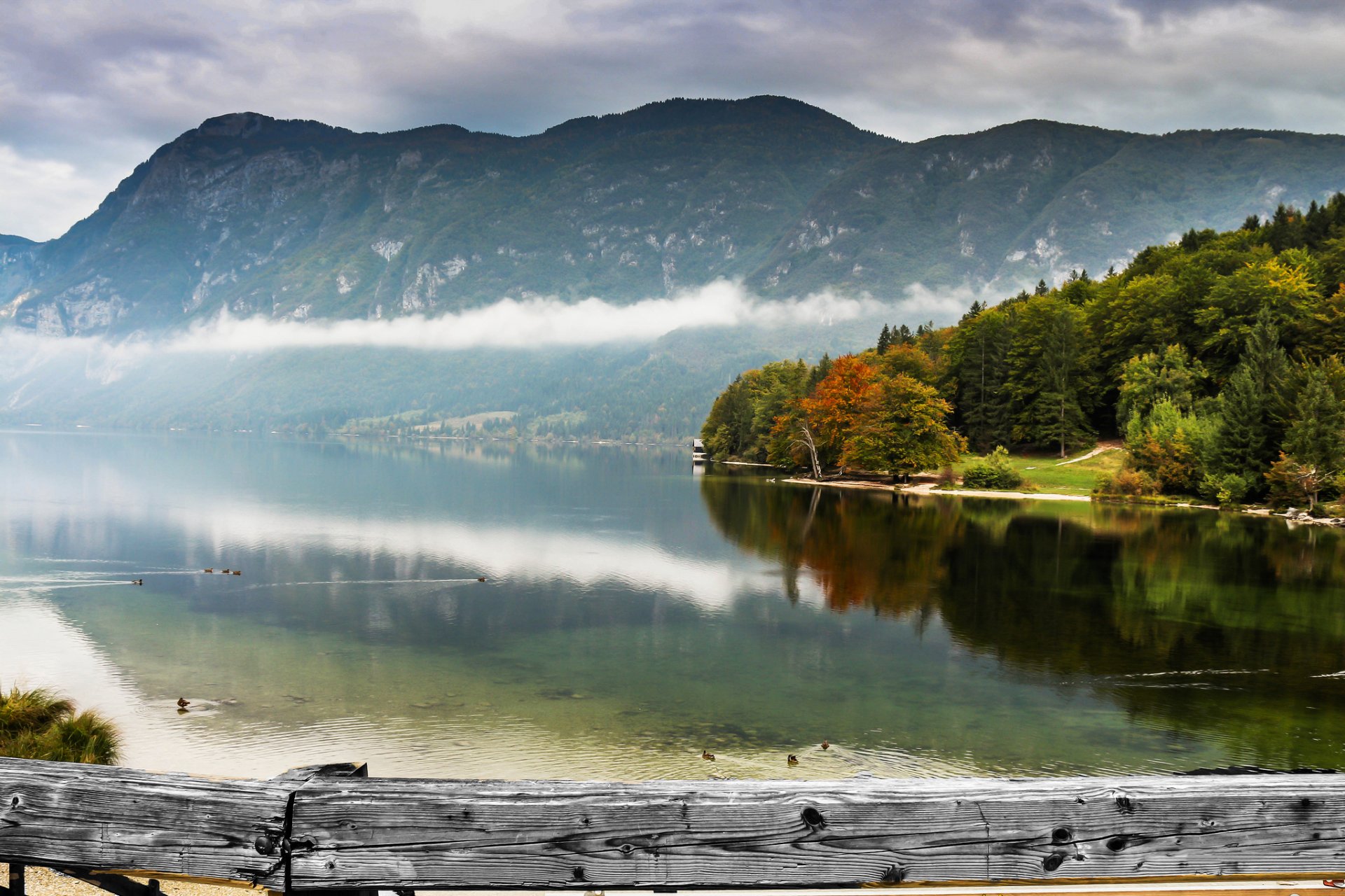 montagnes forêt lac canards brouillard