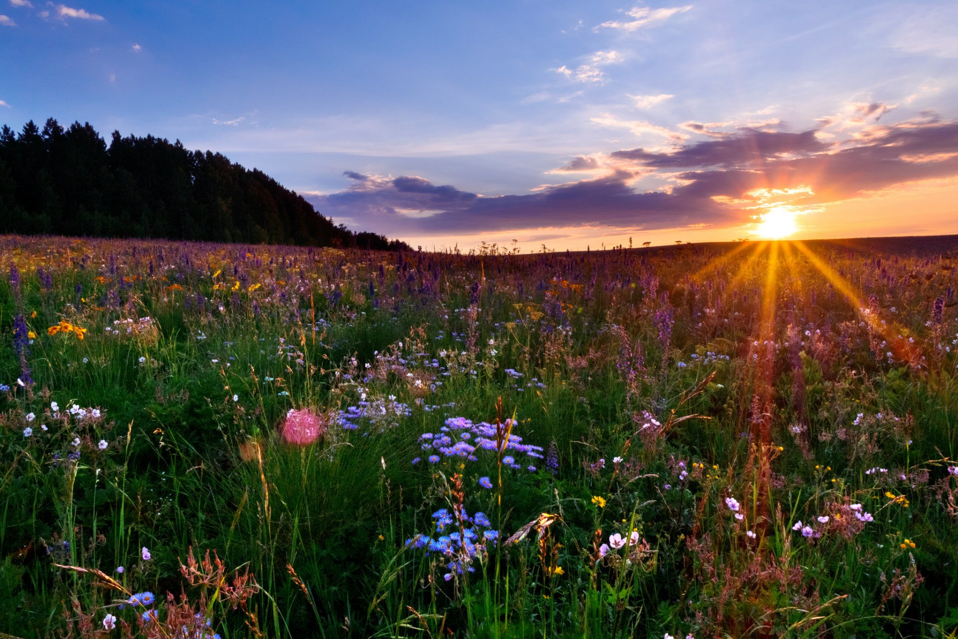 colorado prato tramonto fiori