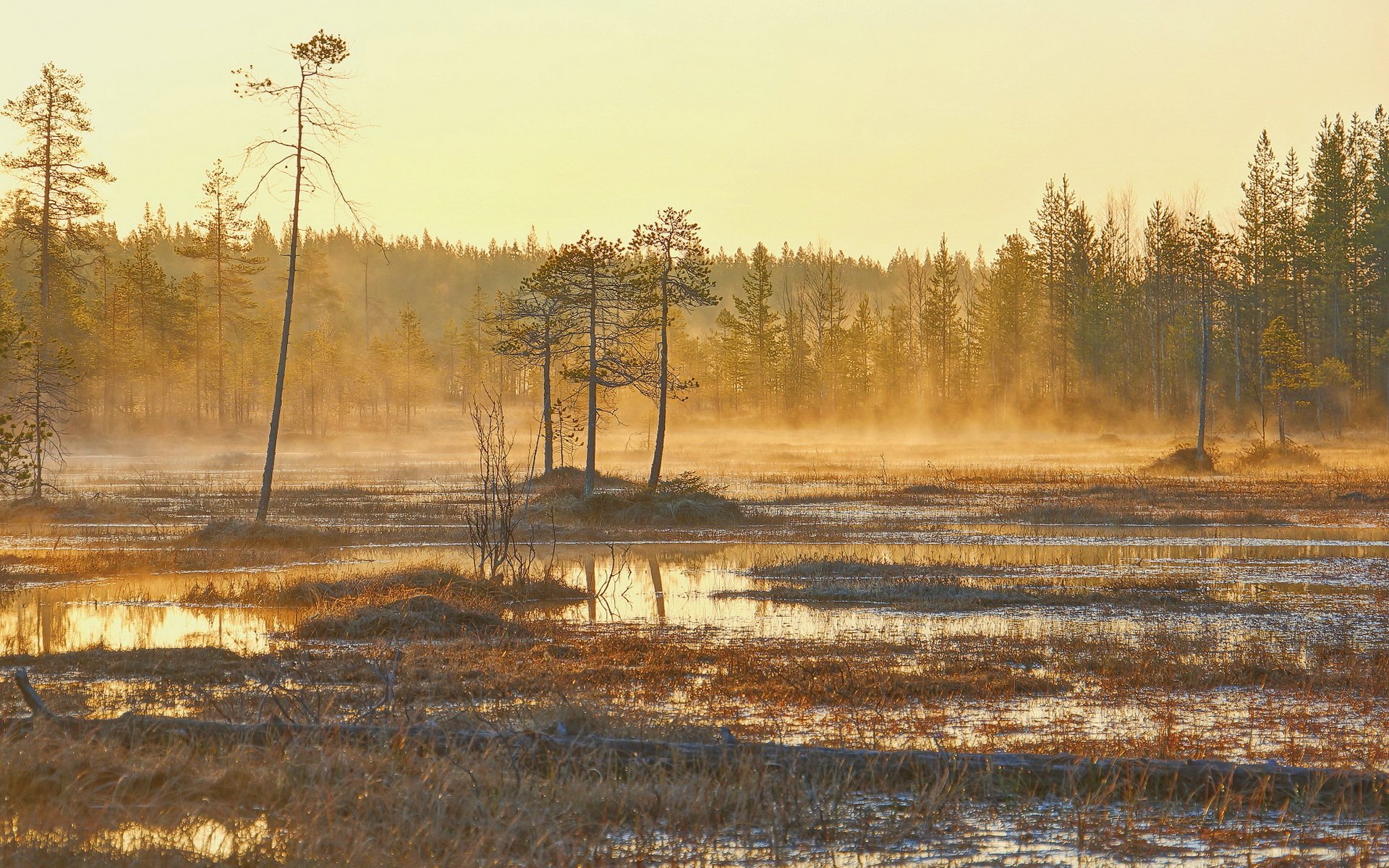 matin nature paysage