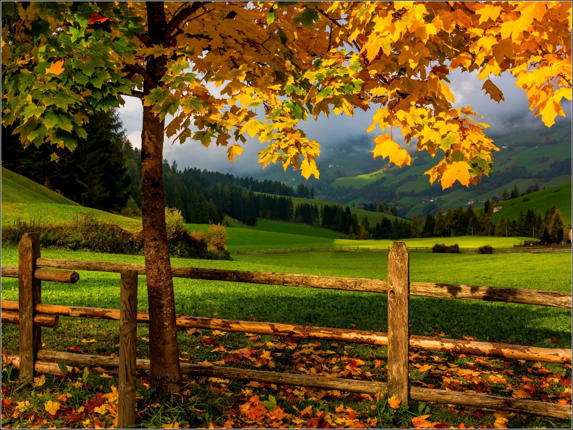 natura foresta alberi montagne erba foglie colorato strada autunno caduta colori passeggiata cielo