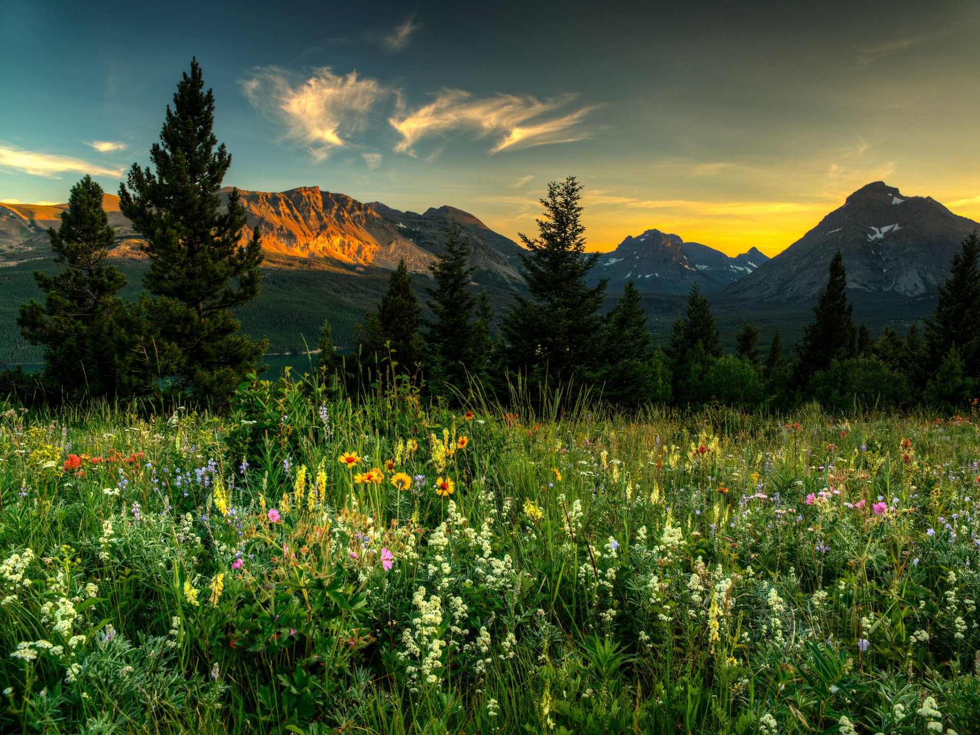 nature landscape mountain spruce flower