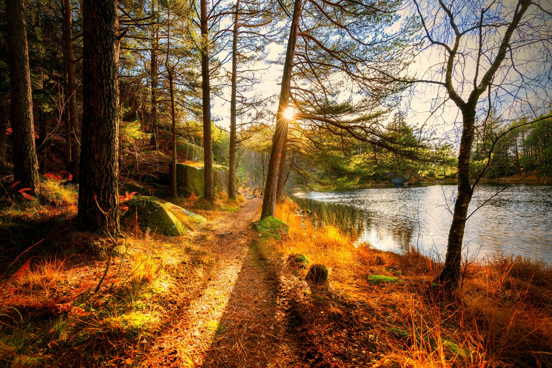 natura paesaggio foresta alberi autunno fiume autunno vista