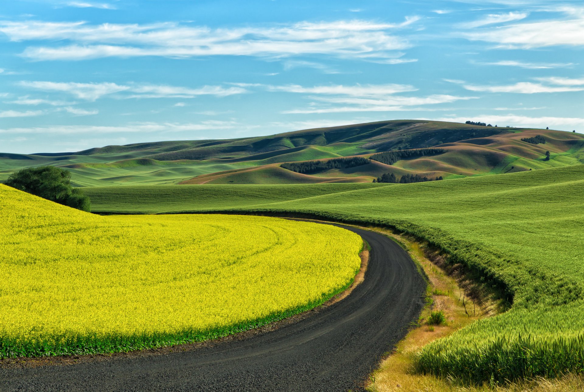 palouse sureste de washington estados unidos campos cultivos trigo colza camino rural