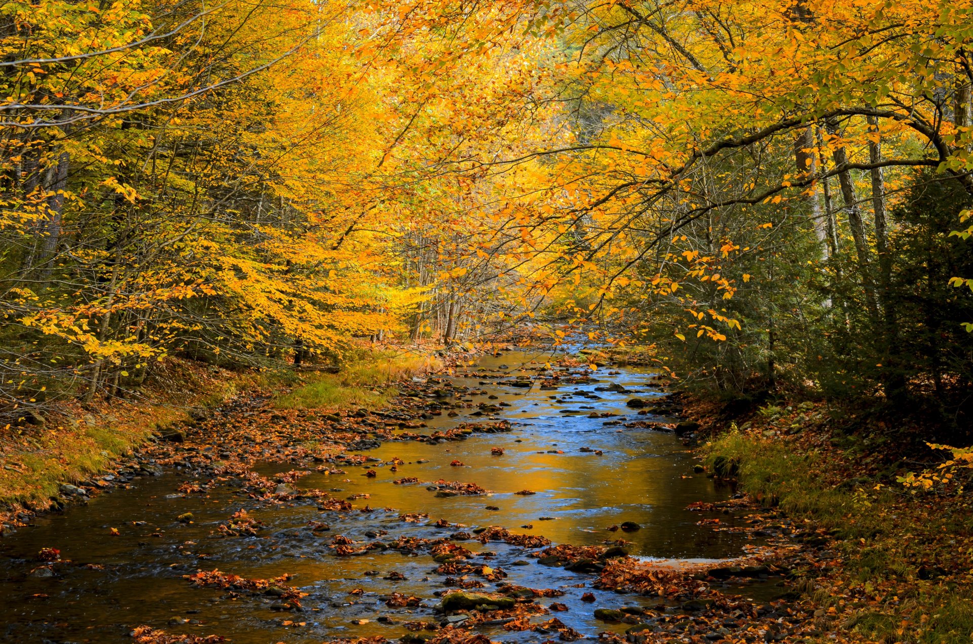 natura paesaggio foresta alberi autunno fiume autunno vista
