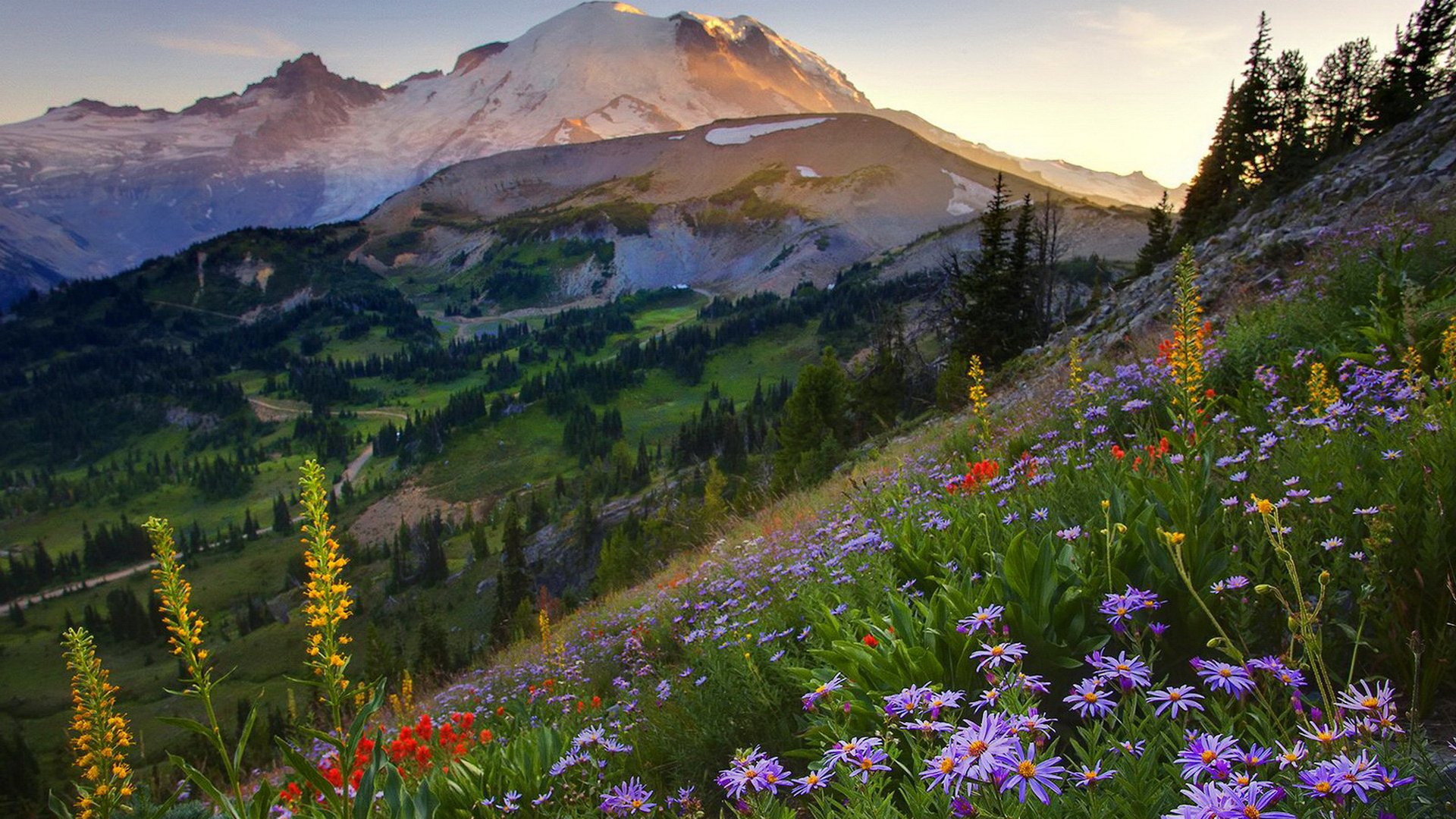 ky mountain sunset summer flower gra