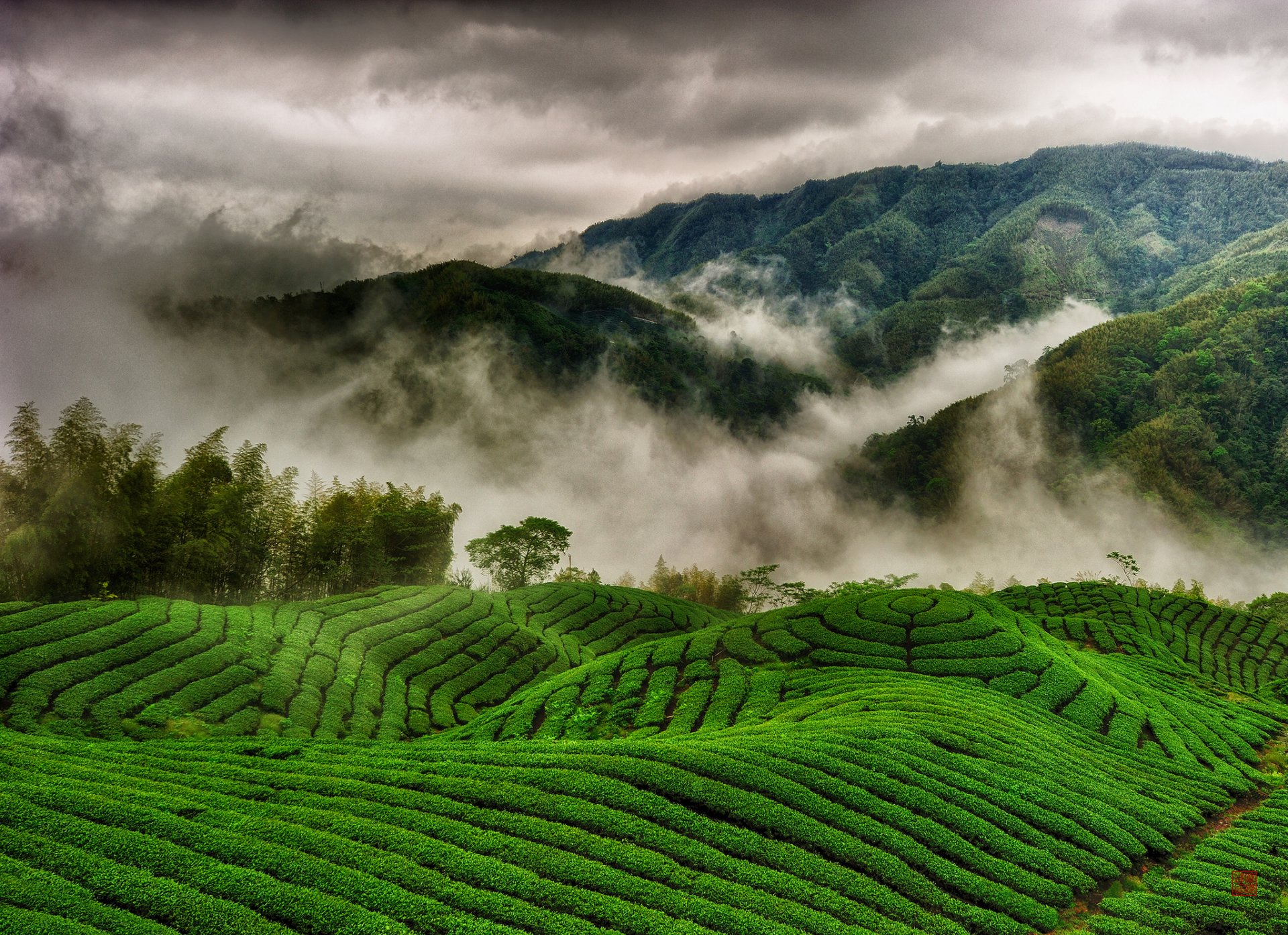 plantaciones de té colinas campos montañas niebla nubes