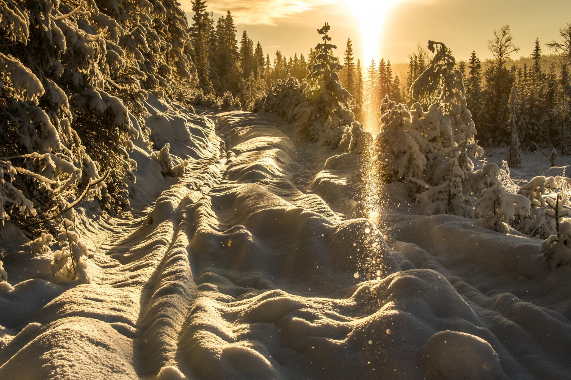 neige arbres hiver coucher de soleil lumière soleil