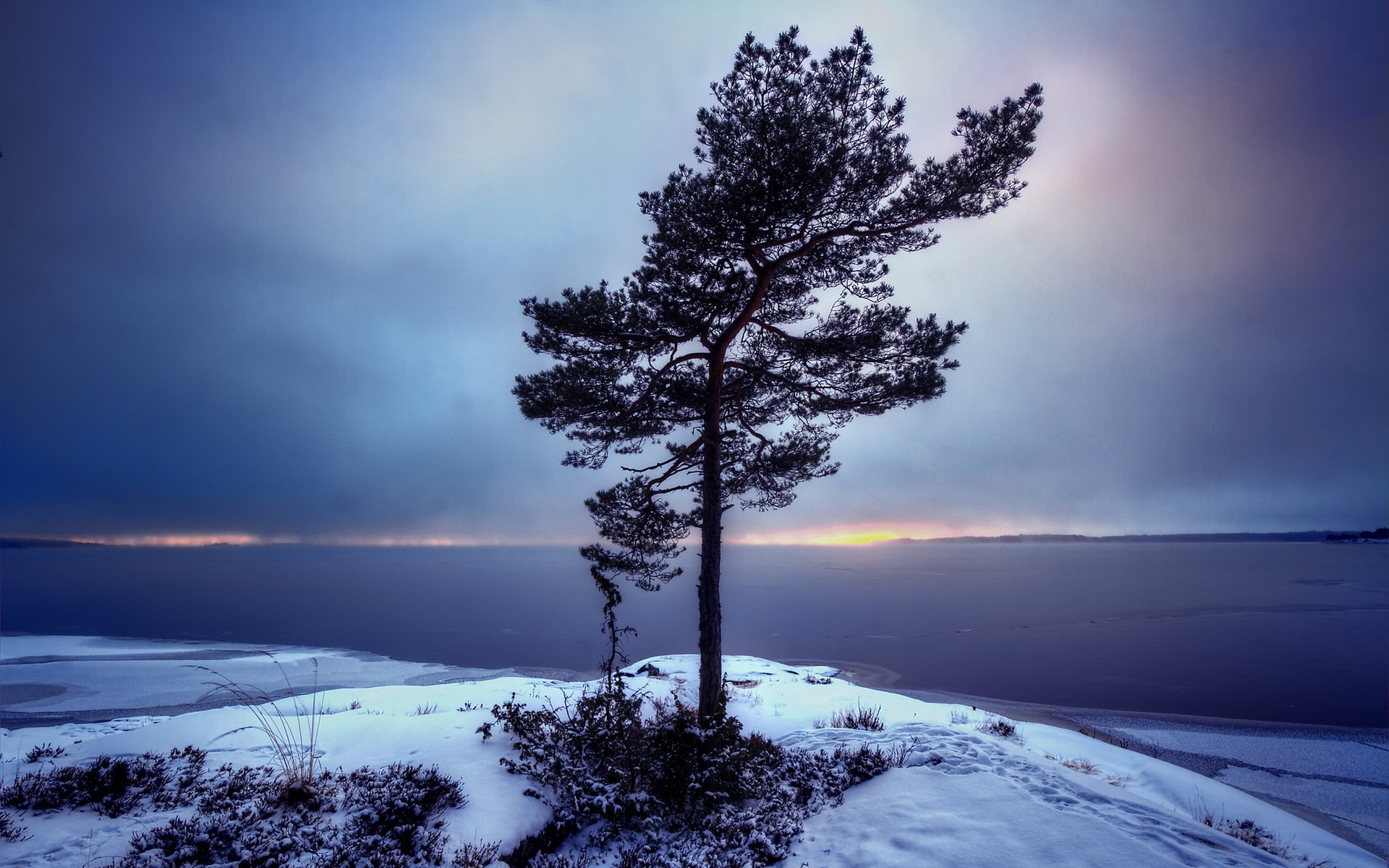 suède värmland bergvik arbre paysage