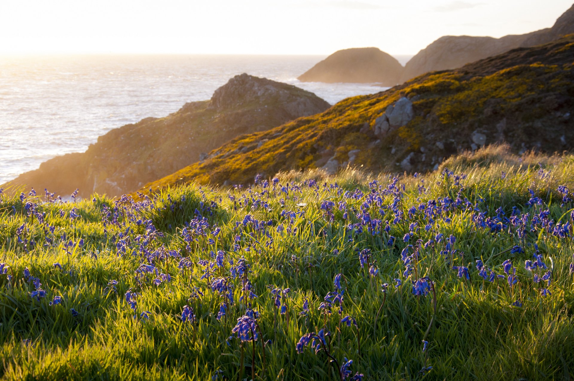 felsen ozean küste palyana blumen natur