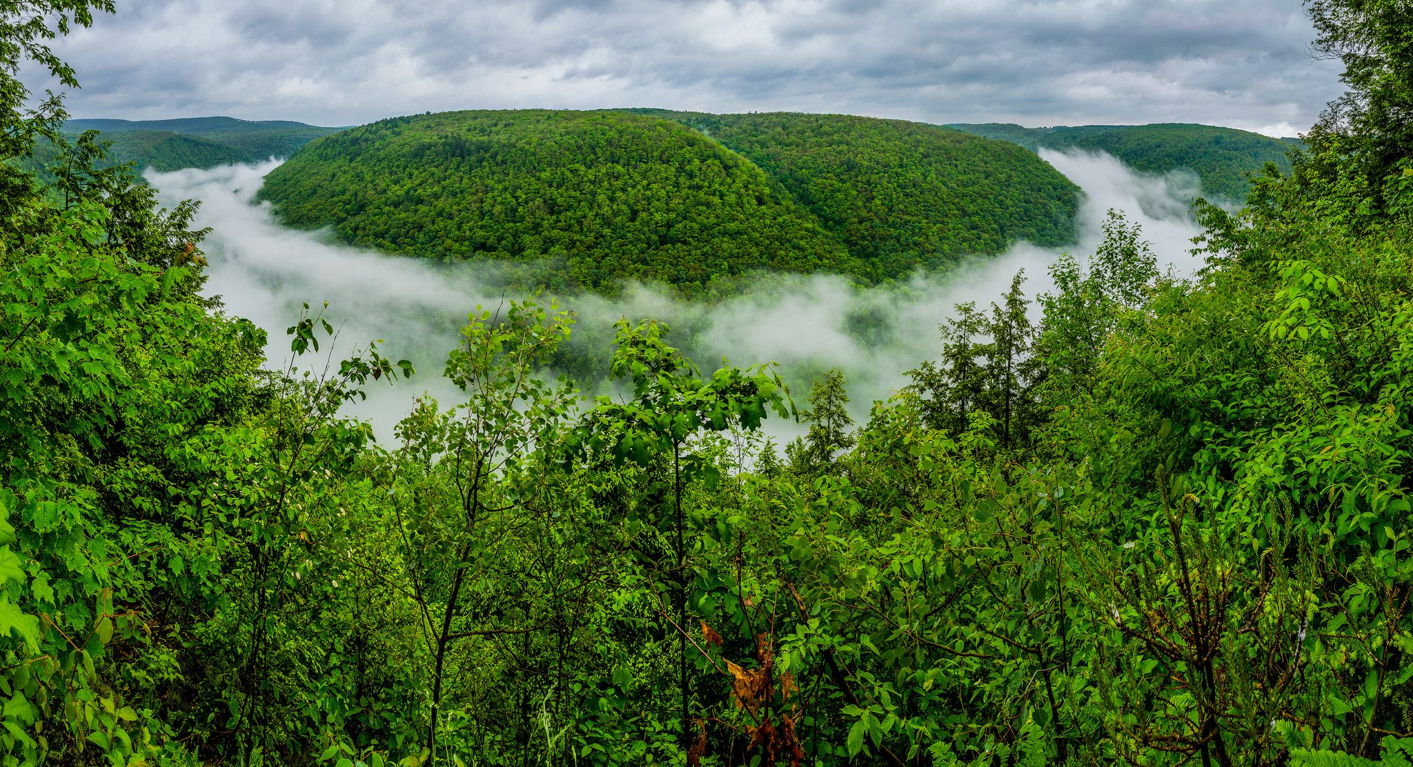 grand canyon de pennsylvanie pine creek gorge pennsylvanie grand canyon de pennsylvanie grand canyon gorge forêt brouillard