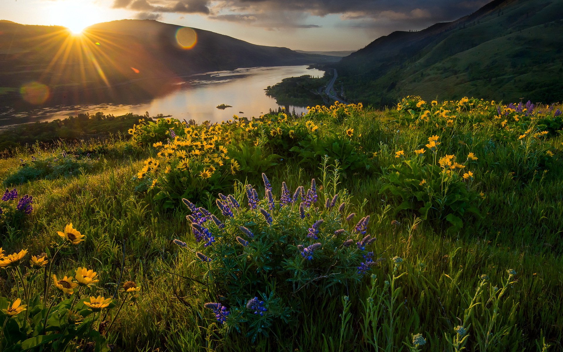 matin lumière fleurs paysage