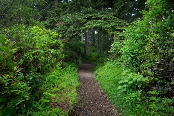 Forest path and green trees