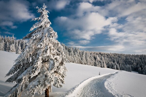 Winter road to the spruce forest