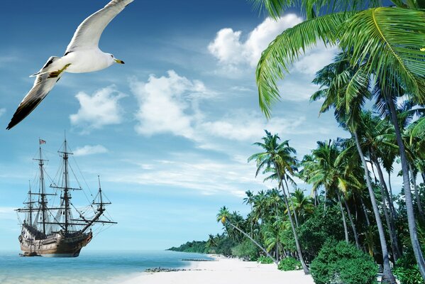 Seagull over white sand