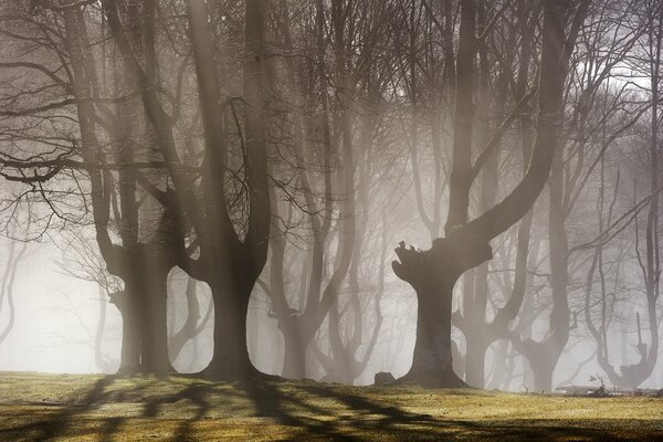 La niebla de la mañana oculta los árboles