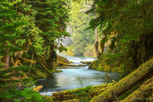 The nature in the forest is extraordinary :river, moss on trees