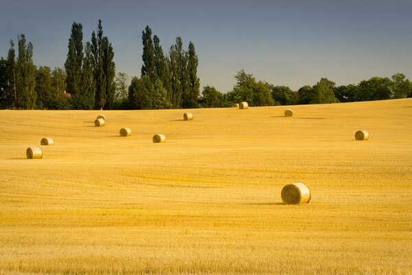 A field with hay at the end of summer