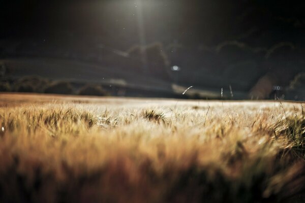 Wheat field morning on sunny mornings