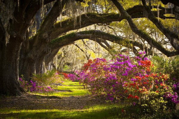 Colorful beautiful flowers in nature