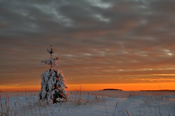 Photo evening sunset in winter