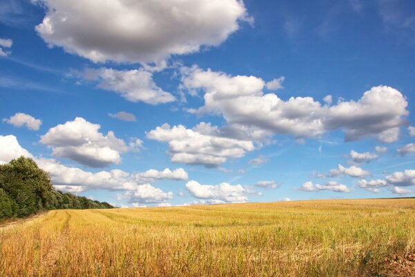 Clouds and a field. Landscape. Trees