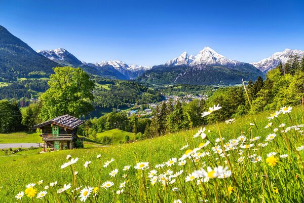 Sommerschönheit in der Nähe des Hauses