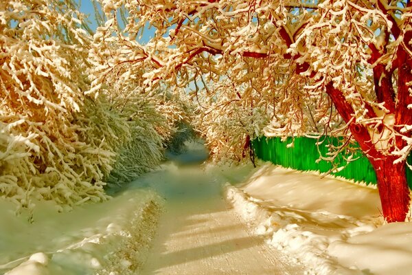 Snow-covered street, trees in the snow