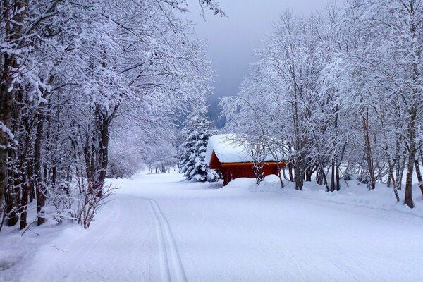 Winter white road to the forest