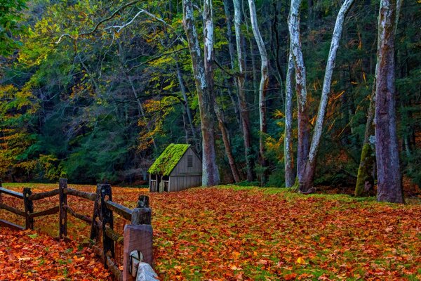 Bright golden leaves on the road to the house