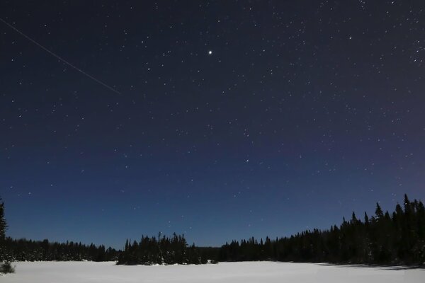 Clear winter night, forest