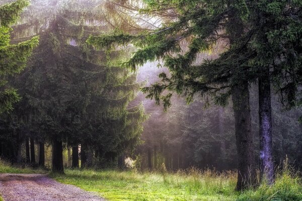 Waldlandschaft im nebeligen Dunst