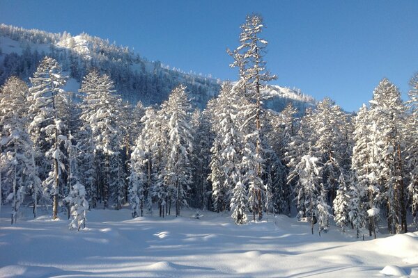 Winter landscape of the forest in the Far East