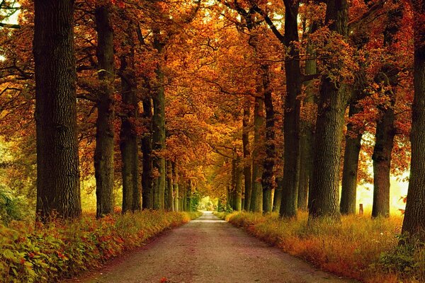 Photo autumn nature alley