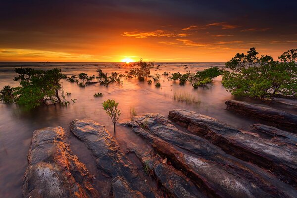 Plan d eau sur fond de coucher de soleil avec des mangroves