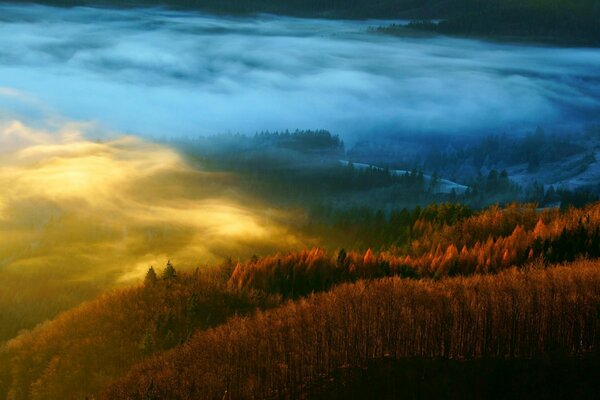 Foresta d autunno nella foschia vista dall alto