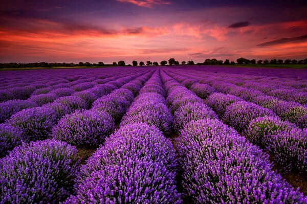 Lavender field at sunset