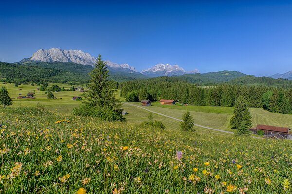 Sommertag Blumen auf der Wiese. Landschaft