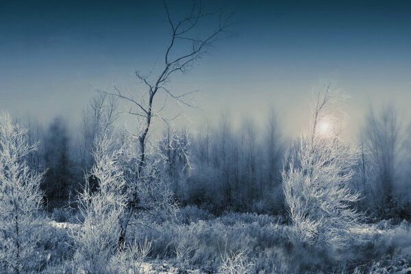 Night winter landscape of the forest