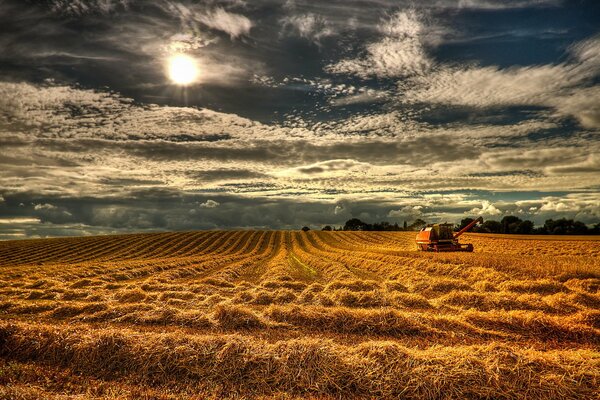 Ein endloses goldenes Feld, das in den Himmel fällt