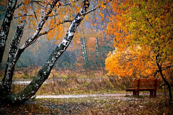 Banco en el parque. Ciudad de otoño