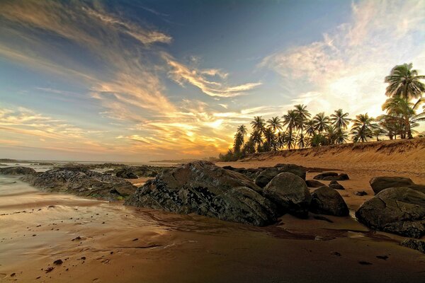 Sea stones near palm trees