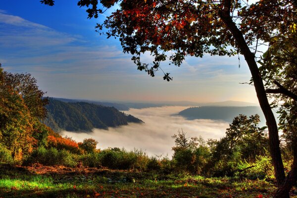 Forêt d automne dans les montagnes dans le brouillard