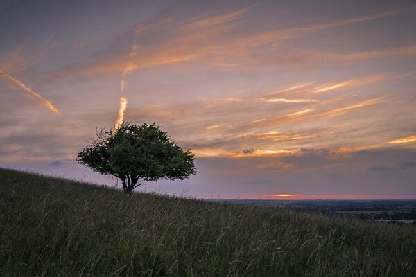 A lonely tree in a field against the background of sunset