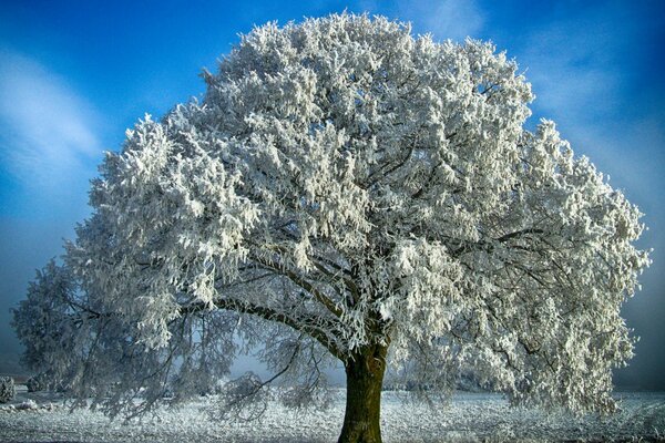 Ein einsamer Baum im verschneiten Winter