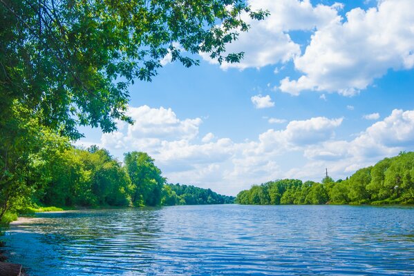 Green trees. Beautiful river landscape