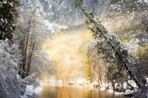 Landscape. Trees and fog. Winter in the forest