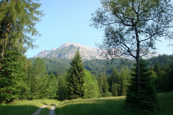 Green landscape of Switzerland in front of the mountain